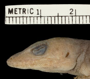 Media type: image;   Herpetology R-156207 Aspect: head lateral